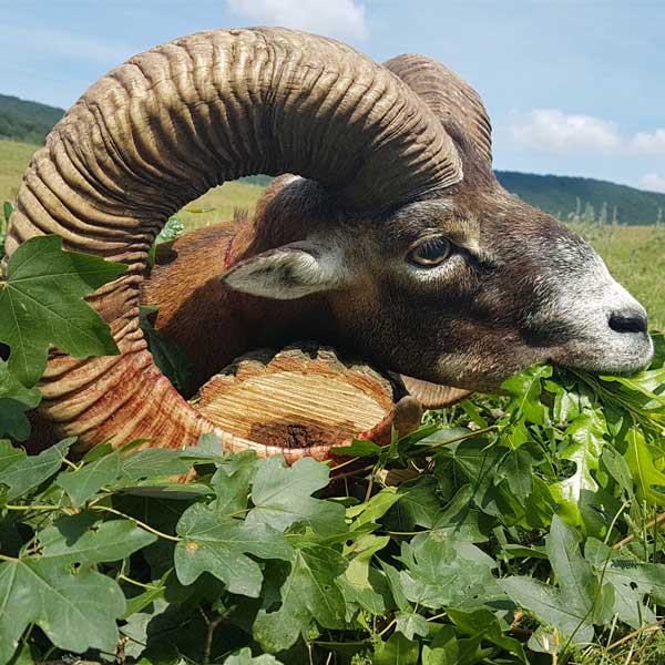 centuries old hunting traditions