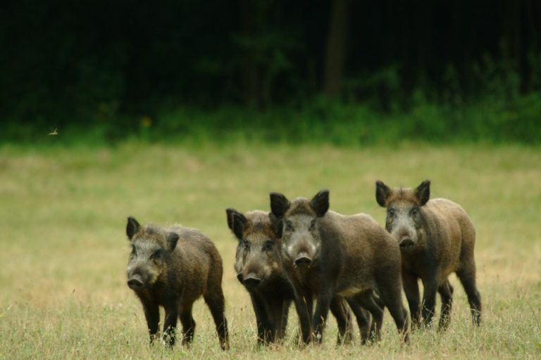 Wild boar hunting season
