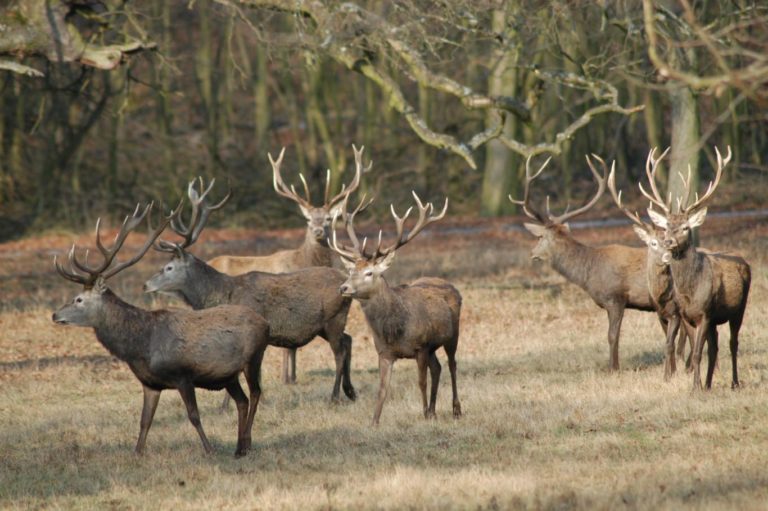 Red deer hunting season