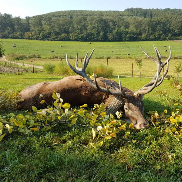 giant hunting trophies
