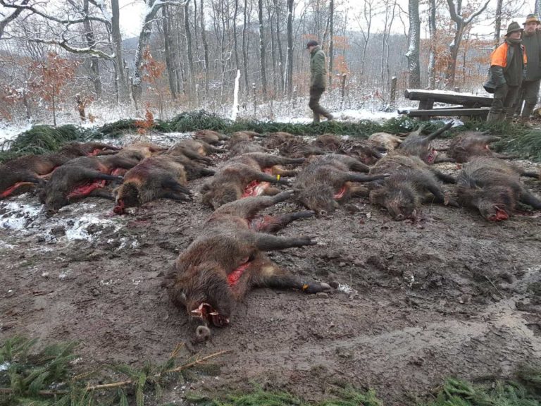 hunting in hungary 25