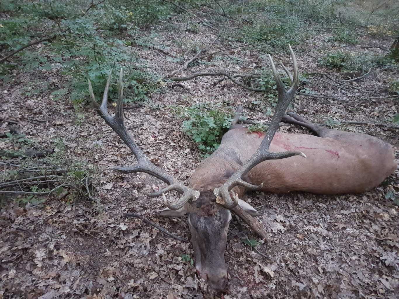 The best hunting and game photos Hunting in Hungary