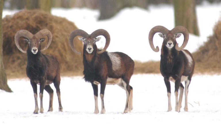 mouflon hunting season