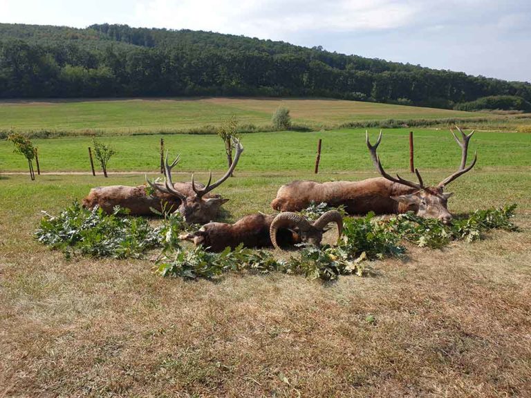 red stag mouflon ram and roebuck hunting in hungary