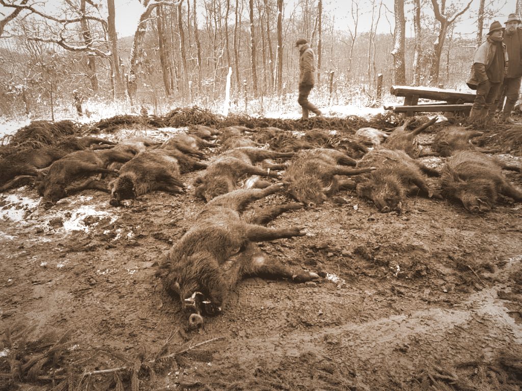 Large group of wild boar harvested after a driven hunt in the snow in Hungary