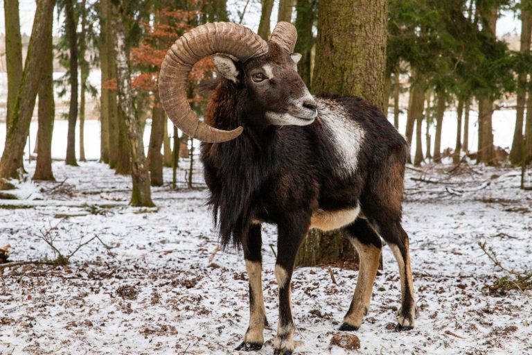 Mouflon 01 huntinginhungary.co.uk