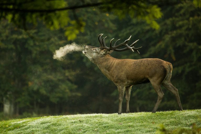 Red deer huntinginhungary.co.uk