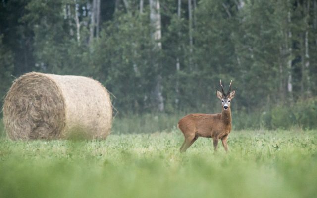 Roe deer 01 huntinginhungary.co.uk