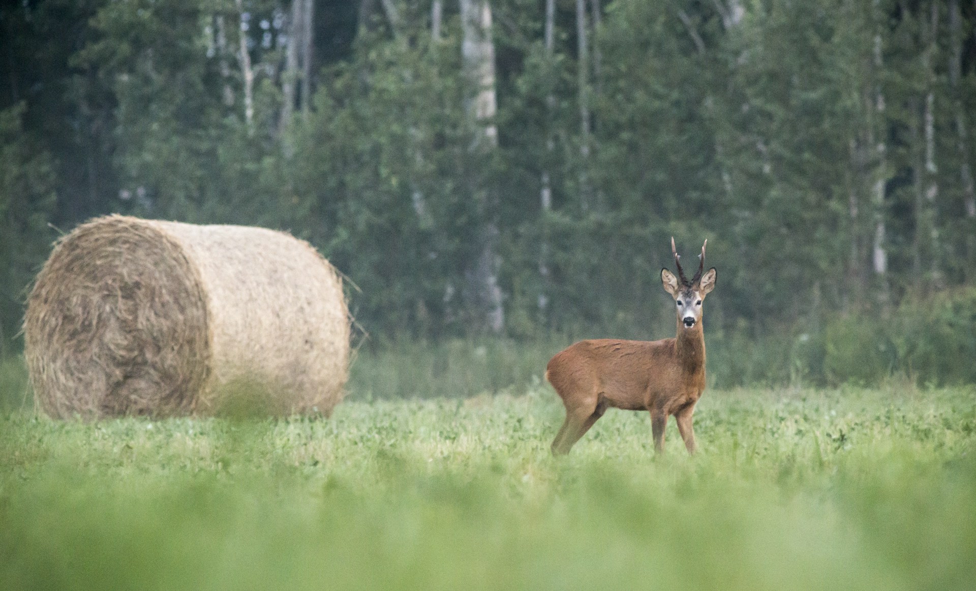Deer standing in a grassy field in the UK