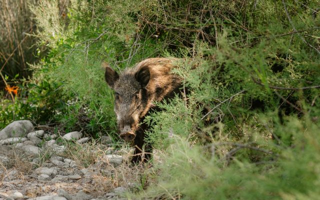 Wild boar hunts