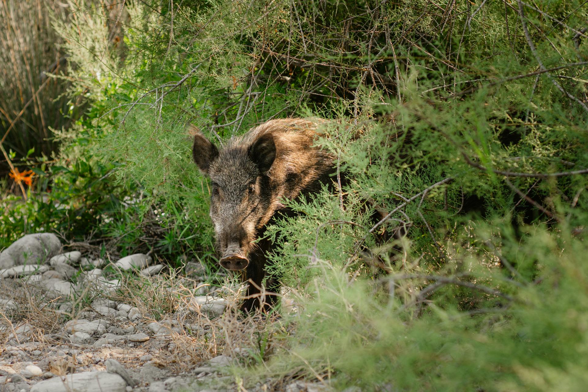 Wild boar hunts