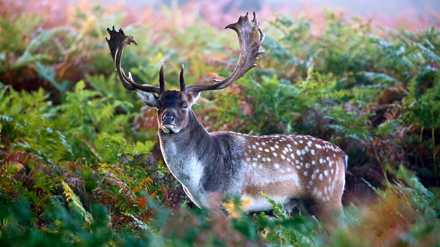 Fallow buck special offer