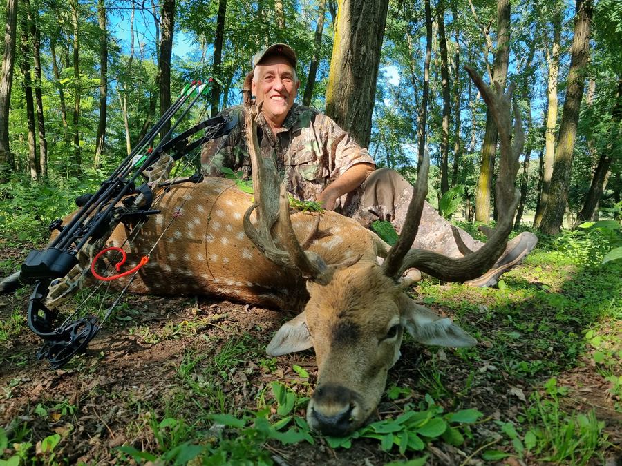 Bowhunter kneeling beside a spotted fallow buck trophy in a summer Hungarian forest