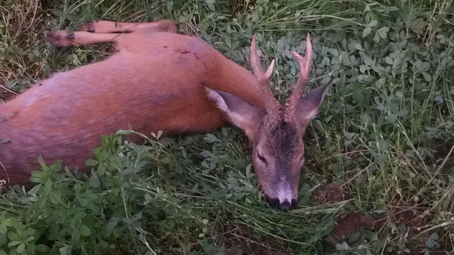 Roebuck trophy in dry grassland on the South Estate in Hungary