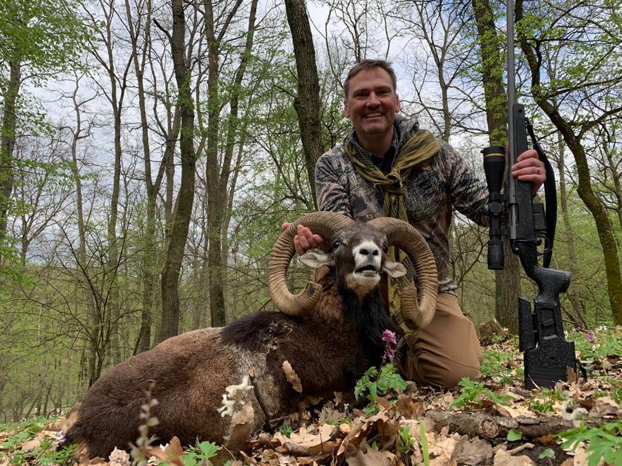Hunter kneeling beside a trophy Mouflon ram in a spring forest in Hungary