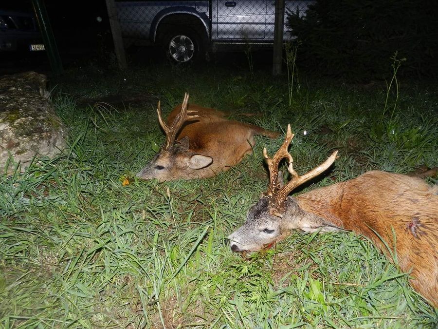 Two trophy roebucks resting at night near a vehicle in Hungary