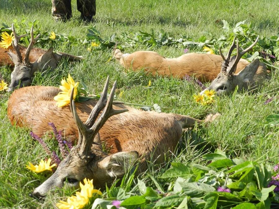 Several roebuck trophies in a sunny meadow with wildflowers in Belmegyer, Hungary