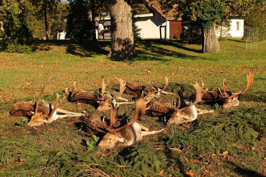 Several trophy fallow bucks laid out on the lawn in front of a hunting lodge near Kelebia