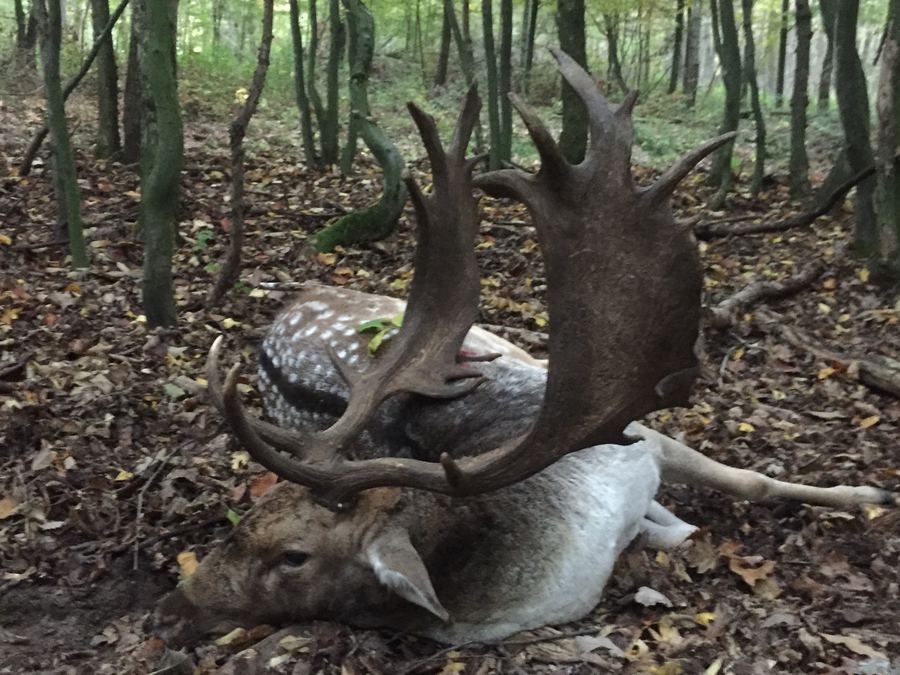Trophy fallow buck with massive palmate antlers resting on the forest floor near Kelebia