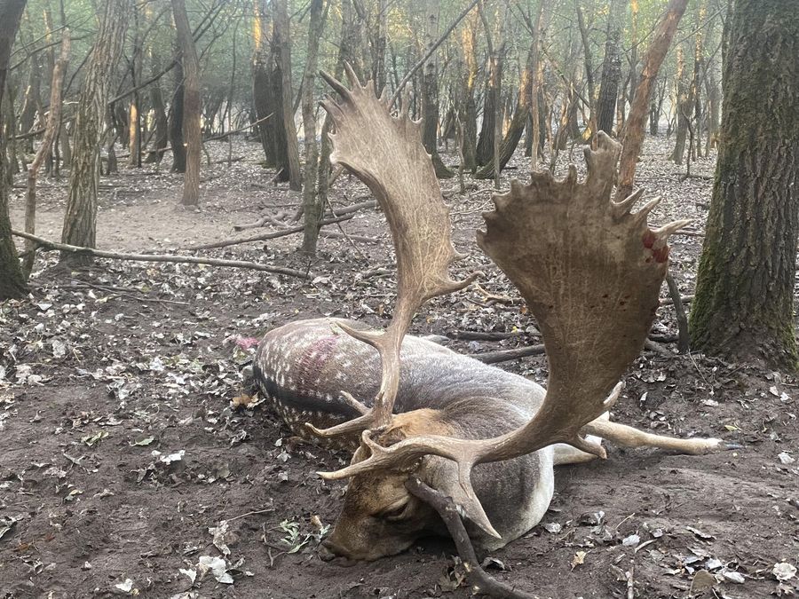 Trophy fallow buck with massive palmate antlers resting in a misty forest in Hungary
