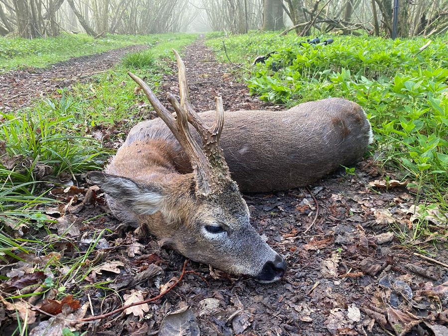 Roebuck trophy resting on a misty forest path in Hungary