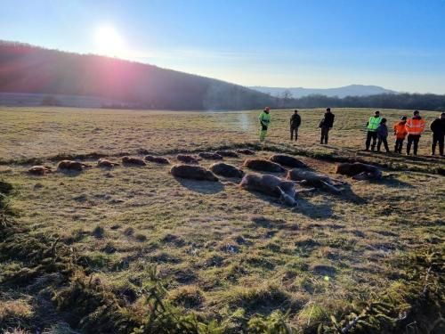 Hunters gathered around harvested wild boar at sunrise after a driven hunt in Hungary