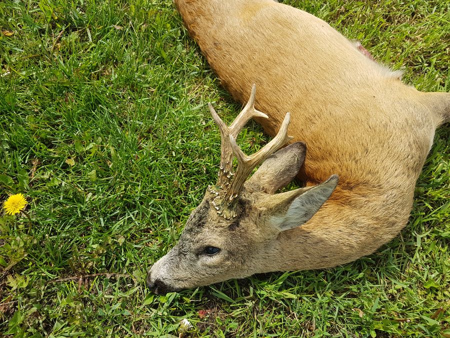 Roe deer cull hunt trophy buck in Hungary