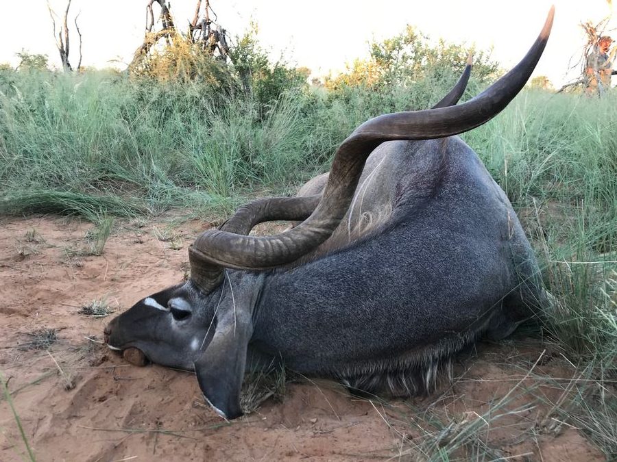 Trophy Greater Kudu with long spiral horns in African bushveld