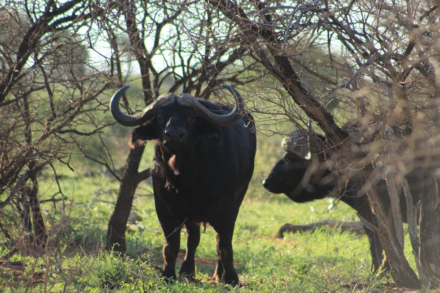 Cape Buffalo standing in the bush in South Africa