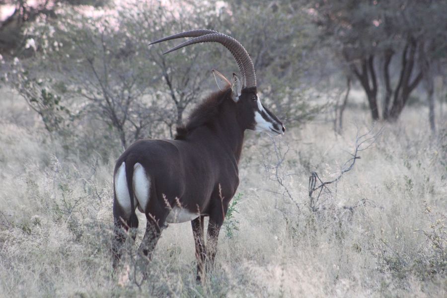 Live Sable Antelope with long curved horns in African grassland