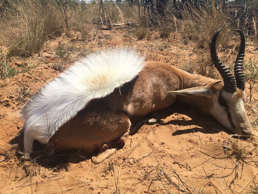 Springbok resting in sandy Namibian terrain