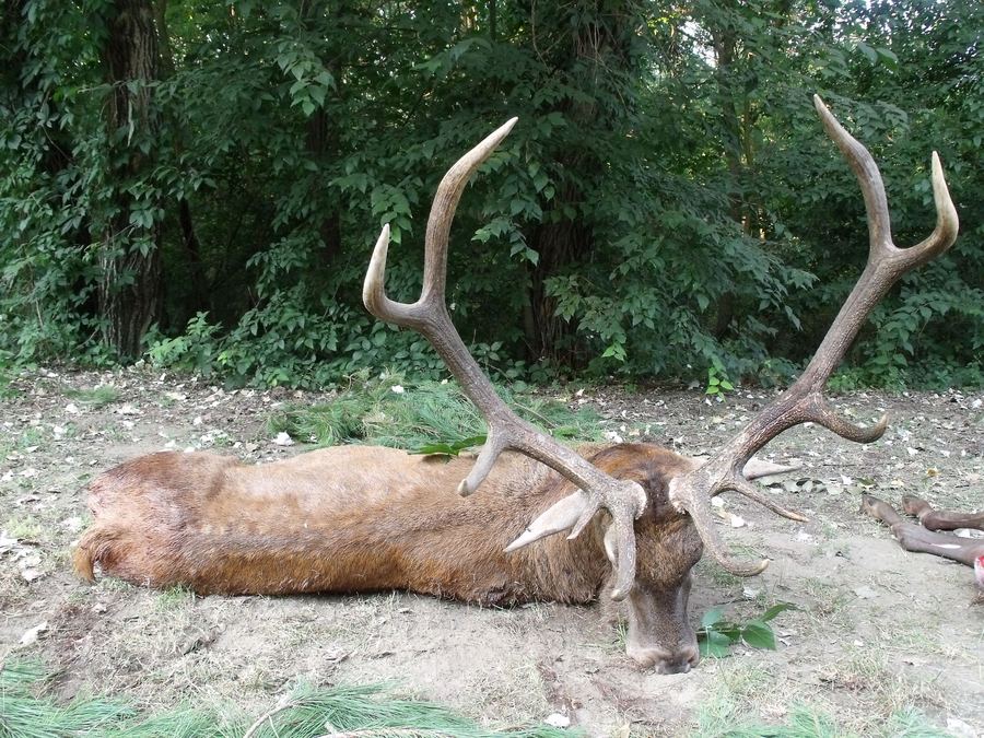 Trophy red deer stag resting in a forest clearing on the South Estate in Hungary