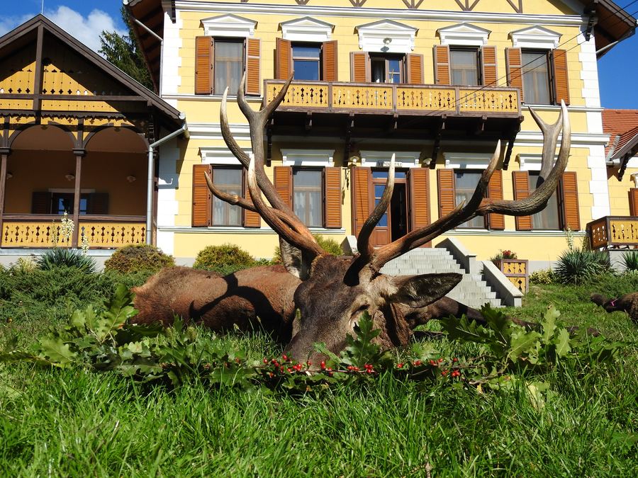 Two trophy red deer stags laid out on the lawn of a hunting lodge on the South-West Estate