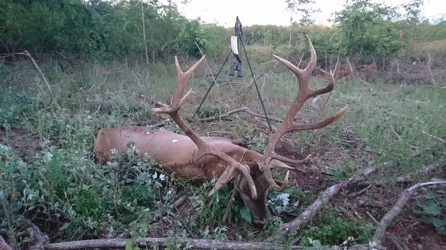 Trophy red deer stag with large antlers in a sandy clearing at the forest edge in Hungary