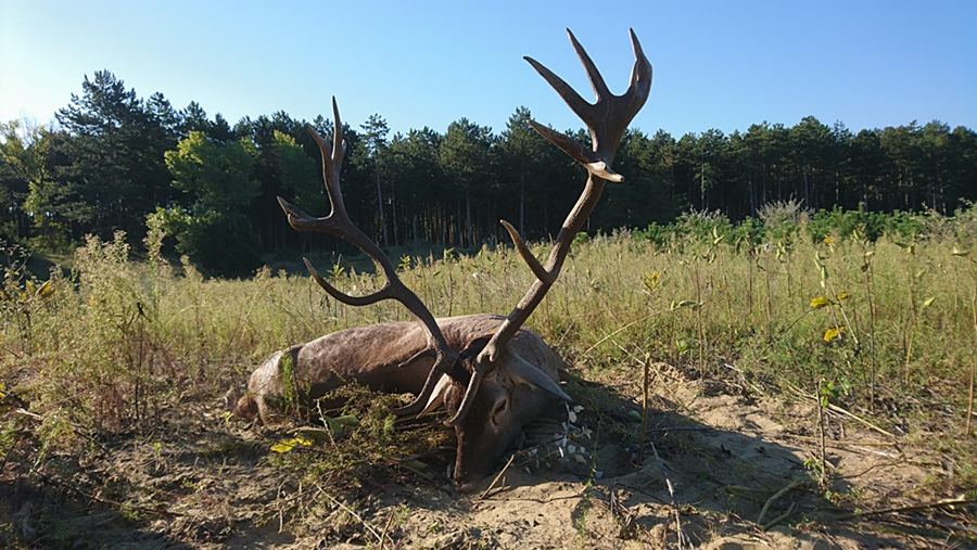 Trophy red deer stag with palmate antlers resting at a forest edge in Hungary