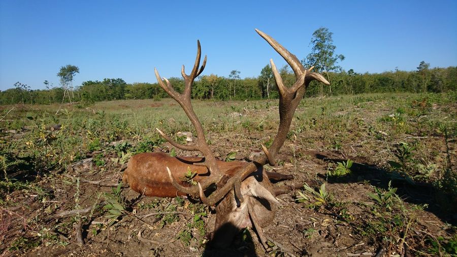 Trophy red deer stag with tall antlers in a forest clearing near Kelebia, Hungary