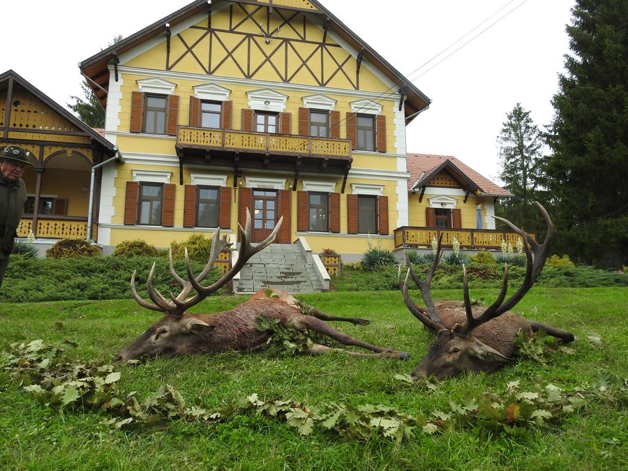 Two trophy red deer stags on the lawn of a historic hunting lodge in Hungary