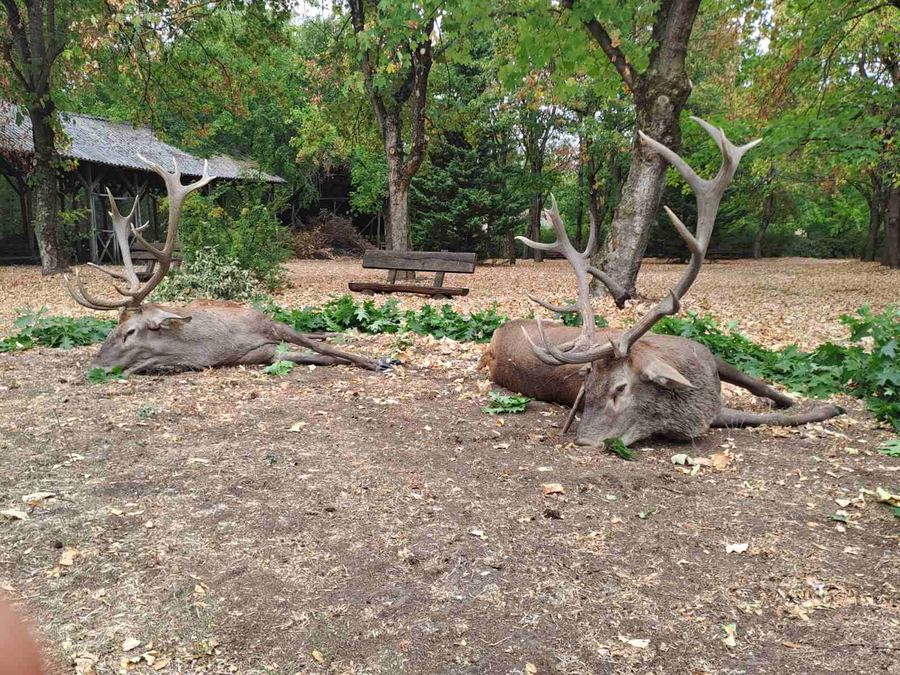 Two trophy red deer stags resting among autumn leaves in a Hungarian forest
