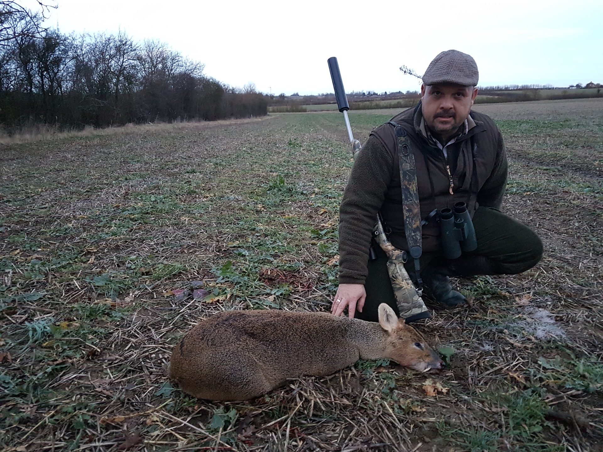 Guided deer stalking on open farmland, Huntingdon Estate, England