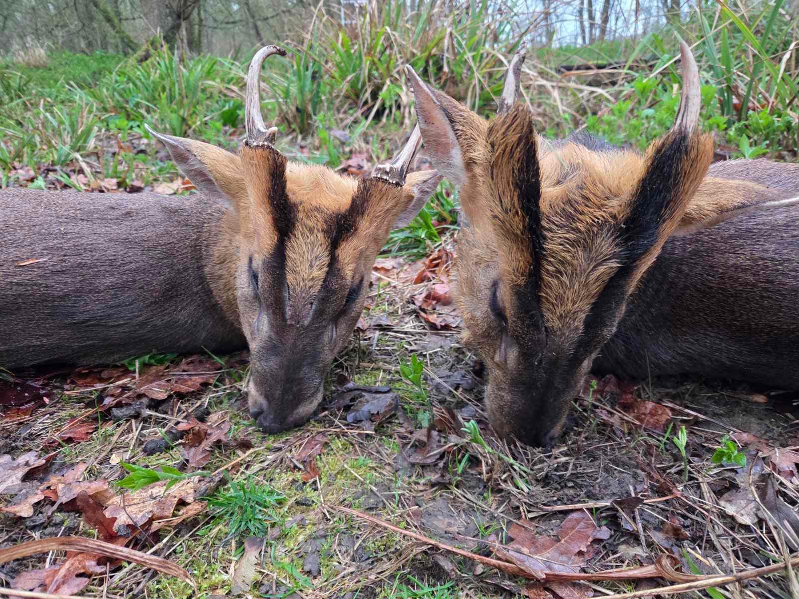 Two muntjac trophies, Huntingdon Estate, England