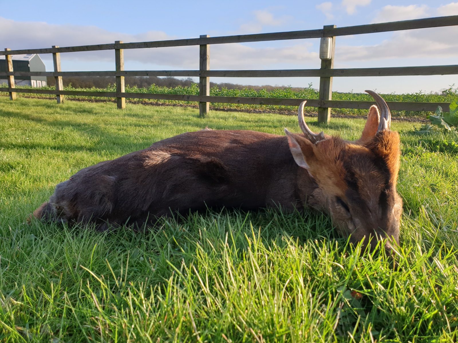 Muntjac buck taken on the Huntingdon Estate, England