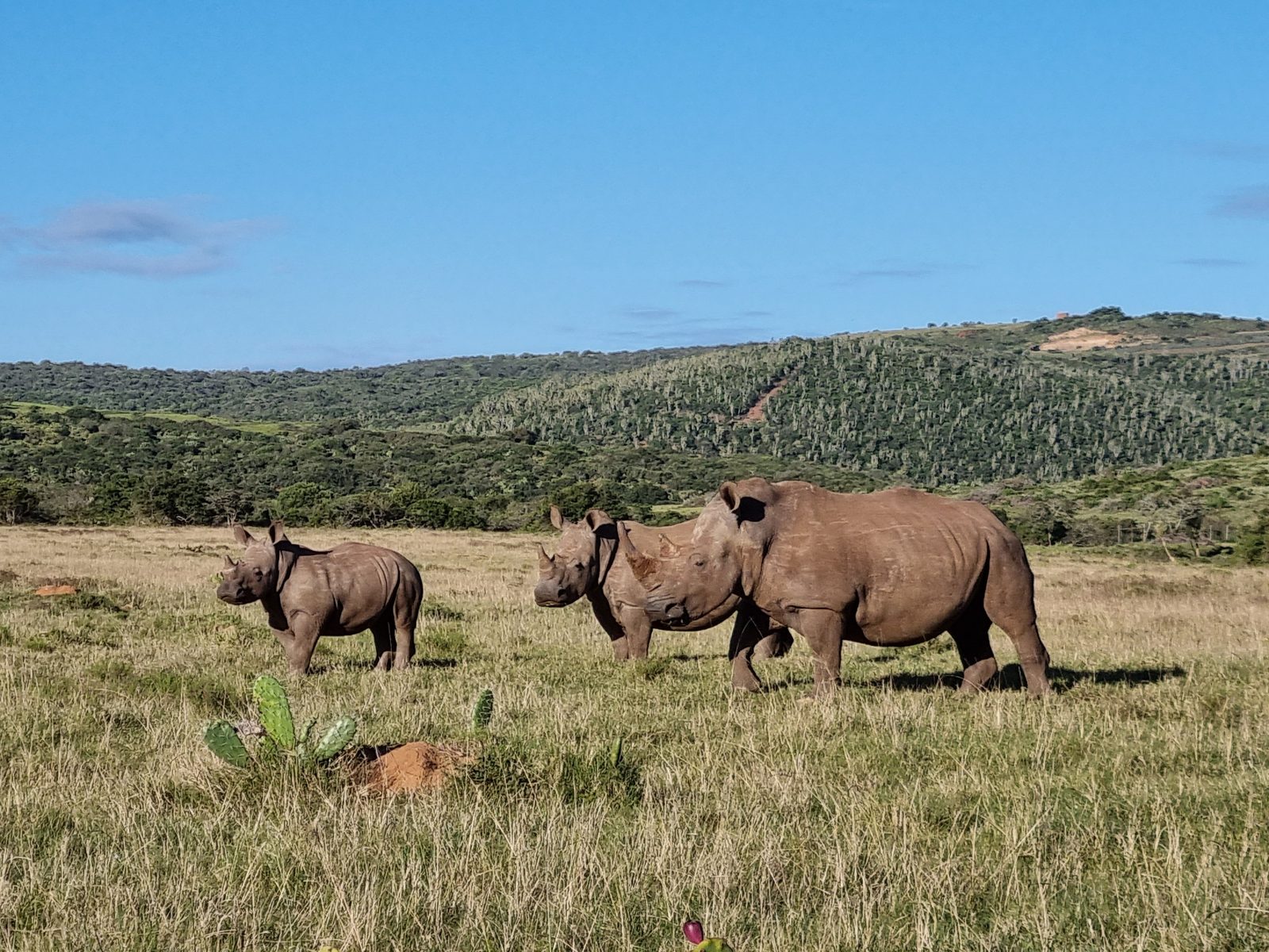African Big Five & Dangerous Game Safaris photo 1
