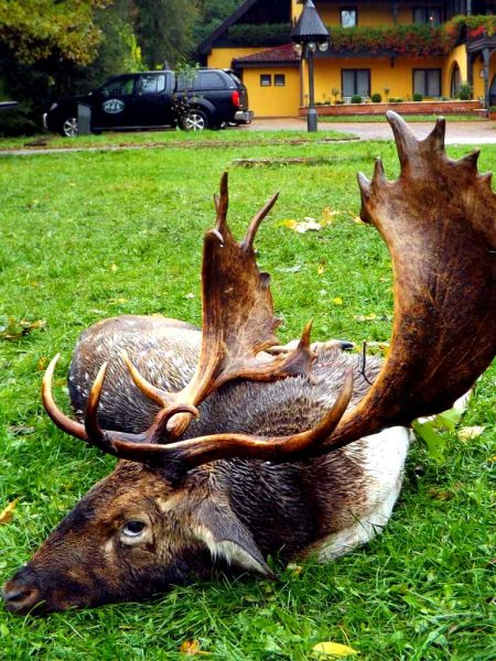 Fallow Buck hunting in Hungary banner