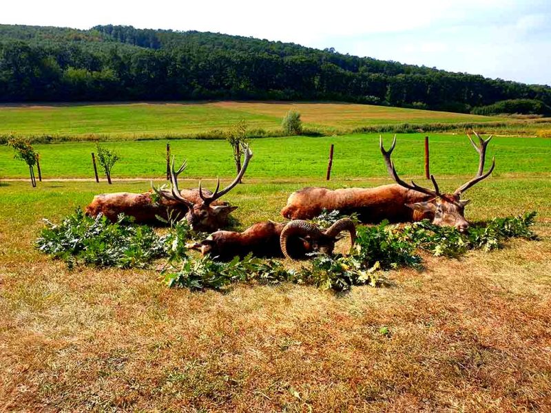 Red stag Mouflon Ram and Roebuck Hunting in Hungary