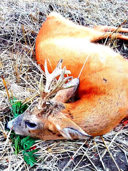 Roebuck hunting package in Hungary