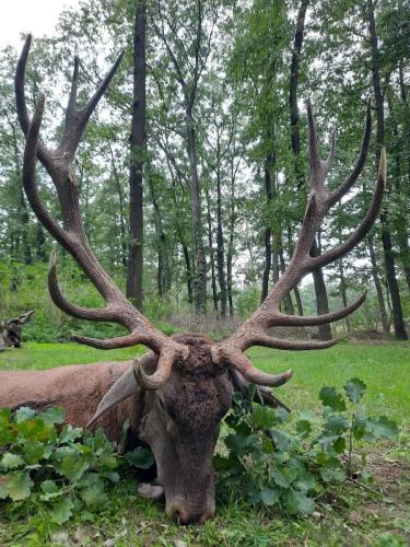 huntinginhungary x 2