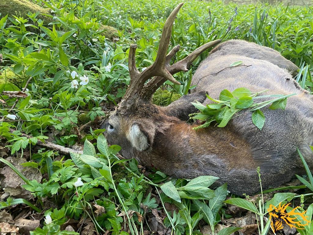 Gallery Hunting in Hungary