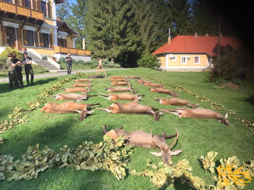 Gallery Hunting in Hungary