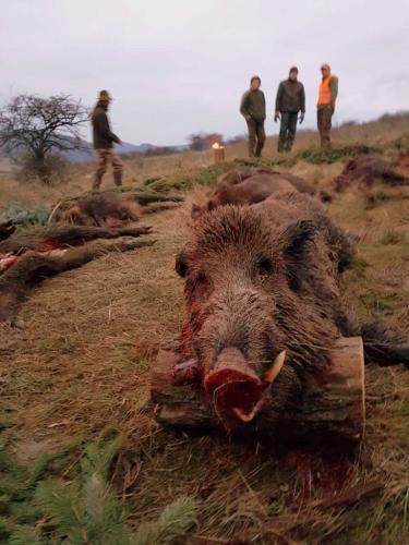 2-day driven boar hunt and 1-day pheasant hunting in Hungary banner