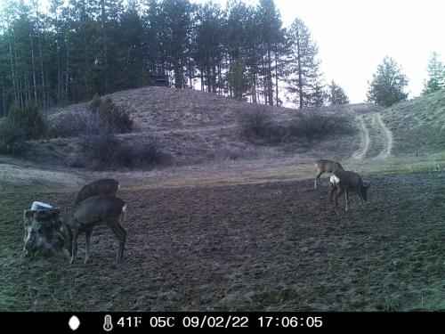 wildcam027